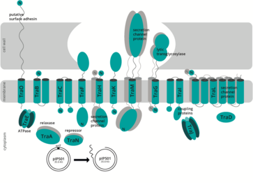 Rings of Power – How Antibiotic Resistance Spreads Between Bacteria in Biofilms