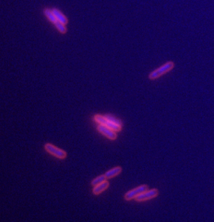 Fmicroscope