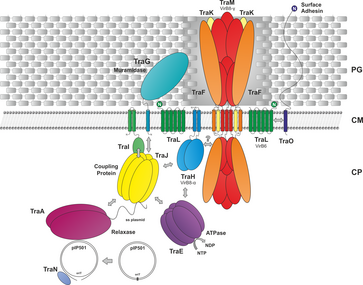 Type IV Secretion in Gram-positive Pathogens